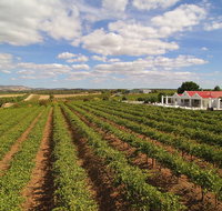 1837 Barossa Luxury Vineyard Cottages - Winery Find