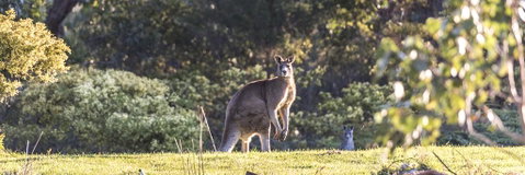 Alkina Lodge - Great Ocean Road - Winery Find 3