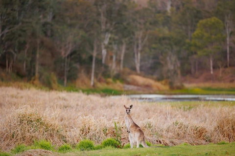 MN Happy Nest By Tiny Away - Winery Find 2