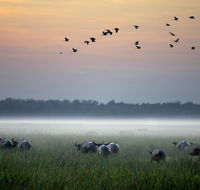 Bamurru Plains - Winery Find