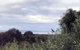 Banksia @ Cosy Corner - thumb 1