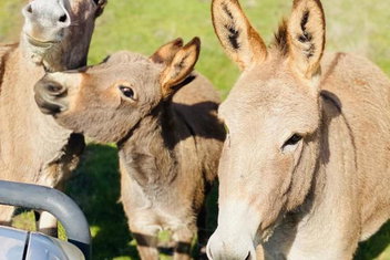 Sandalwood Downs Fabulous Farm Stay TOODYAY with Winery Find