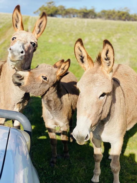 Sandalwood Downs Fabulous Farm Stay TOODYAY - Winery Find 0