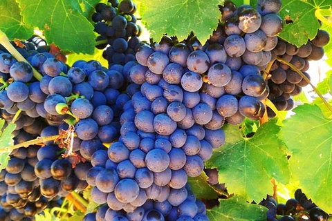 The Fully Local (Private) Tour - Winery Find 0