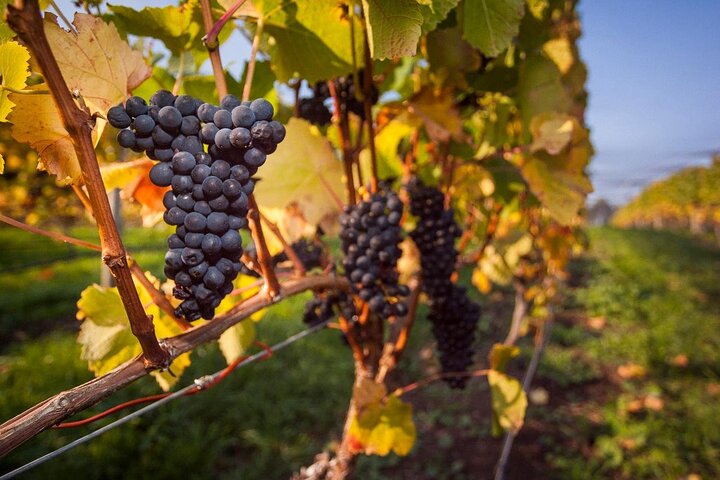  Winery Find