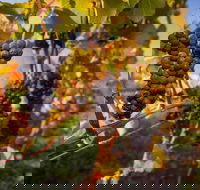 Full Day Tamar Valley Wine Tour - Winery Find