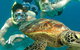 8-Day Cairns Tour: Great Barrier Reef, Kuranda, Daintree Rainforest - thumb 1