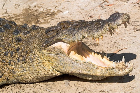 4-Day Cairns Ultimate Combo: Daintree Rainforest, Reef, Kuranda & Paronella Park - Winery Find 0