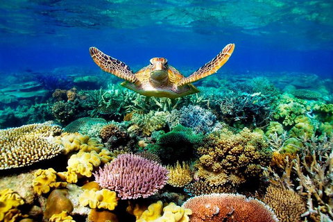 4-Day Cairns Ultimate Combo: Daintree Rainforest, Reef, Kuranda & Paronella Park - Winery Find 3