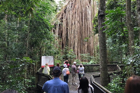 4-Day Cairns Ultimate Combo: Daintree Rainforest, Reef, Kuranda & Paronella Park - Winery Find 5