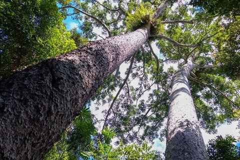 Paronella Park And Millaa Millaa Falls Full-day Tour From Cairns - Winery Find 1