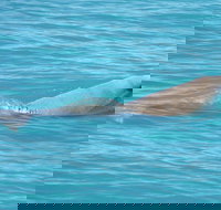 Snubfin Dolphin Eco Cruise from Broome - Winery Find