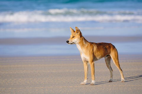 Fraser Island 4WD Tour From Noosa - Winery Find 5