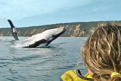 Kayak With Dolphins And 4WD Great Beach Drive Day Trip From Noosa - Winery Find 3