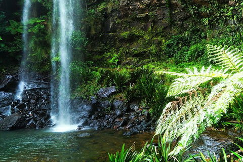 Private Tour - Rainforest & Waterfalls Extravaganza - Winery Find 1