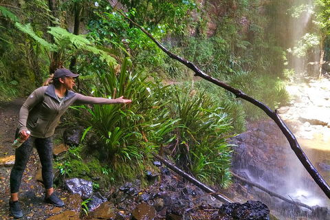 Private Tour - Rainforest & Waterfalls Extravaganza - Winery Find 4