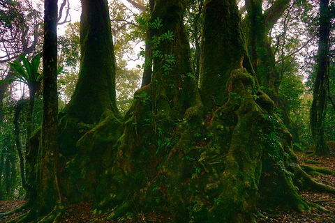 Private Tour - Rainforest & Waterfalls Extravaganza - Winery Find 5