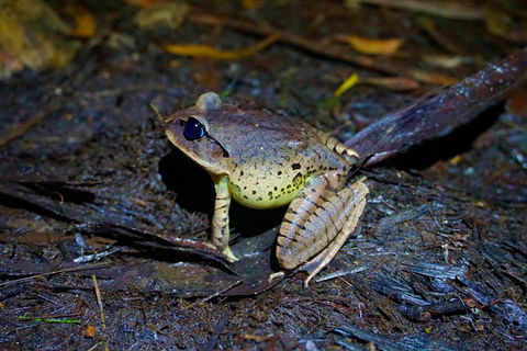 Glow Worms Private Tour - Nocturnal Rainforest Walk - Winery Find 0