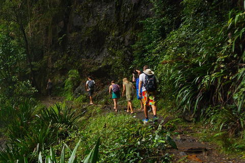 Glow Worms Private Tour - Nocturnal Rainforest Walk - Winery Find 1