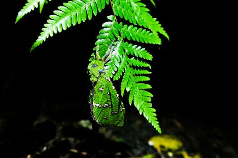 Glow Worms Private Tour - Nocturnal Rainforest Walk - Winery Find 2