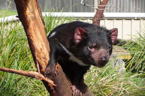 6-Day Tasmania Small-Group Guided Tour With Gourmet Food - Winery Find 1