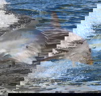 Noosa Oceanrider Scenic Dolphin Safari - Winery Find