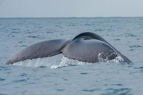 2-Hour Guided Whale Watching Tour At Noosa - Winery Find 1