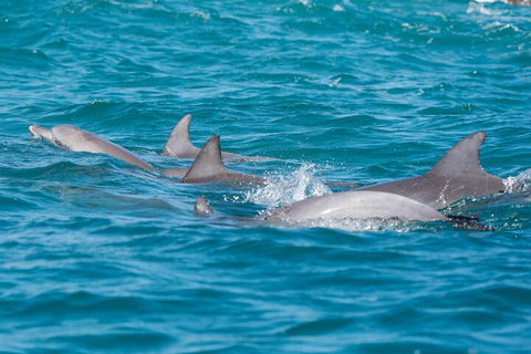 2-Hour Guided Whale Watching Tour At Noosa - Winery Find 2