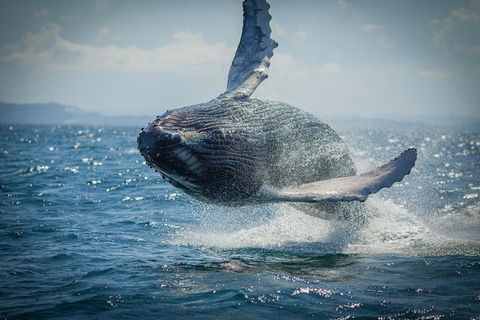 2-Hour Guided Whale Watching Tour At Noosa - Winery Find 3