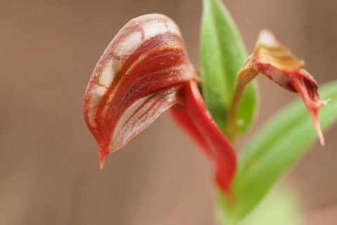 Wave Rock, Wild Flowers And Astro Photography - Winery Find 2