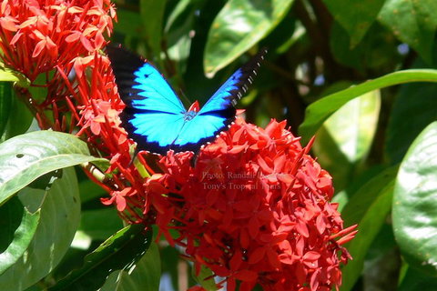 Daintree Rainforest, Cape Tribulation, Mossman Gorge Small-Group Day Tour - Winery Find 2