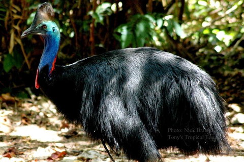 Daintree Rainforest, Cape Tribulation, Mossman Gorge Small-Group Day Tour - Winery Find 3