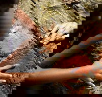 Ngana Julaymba Dungay - Full Day - Winery Find