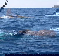 Noosa Whale Watching - Winery Find