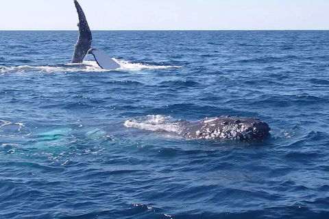Noosa Whale Watching - Winery Find 0