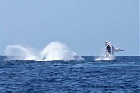 Noosa Whale Watching - Winery Find 2