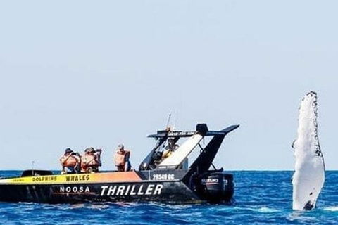 Noosa Whale Watching - Winery Find 4