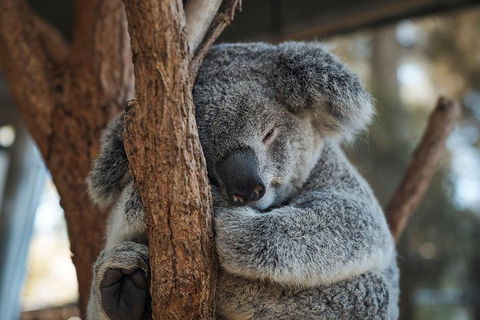 Sydney Taronga Zoo General Entry Ticket - Winery Find 3