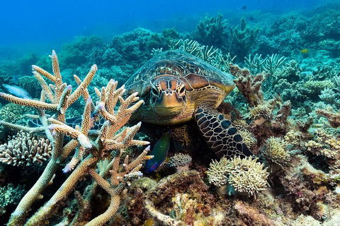 Great Barrier Reef Day Cruise From Cairns Including Snorkeling And Marine Biologist Presentation - Winery Find 4