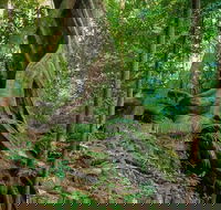 Private Daintree Mossman Gorge Exclusive Nature and Wildlife Focus - Winery Find