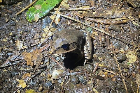 Evening Rainforest & Glow Worm Experience - Winery Find 1