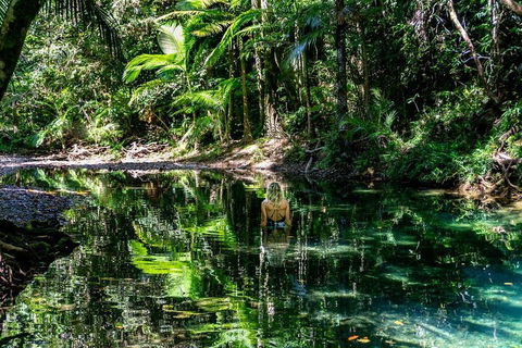 Daintree And Cape Tribulation Full Day Guided Tour - Winery Find 1