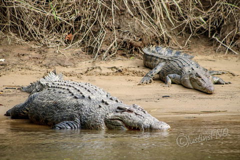 Daintree And Cape Tribulation Full Day Guided Tour - Winery Find 3
