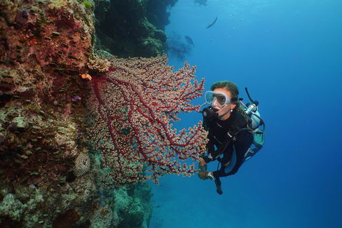 Silversonic Outer Great Barrier Reef Dive And Snorkel Cruise From Port Douglas - Winery Find 0