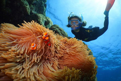 Silversonic Outer Great Barrier Reef Dive And Snorkel Cruise From Port Douglas - Winery Find 3