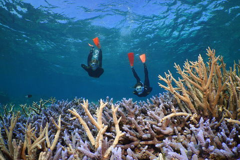 Silversonic Outer Great Barrier Reef Dive And Snorkel Cruise From Port Douglas - Winery Find 4