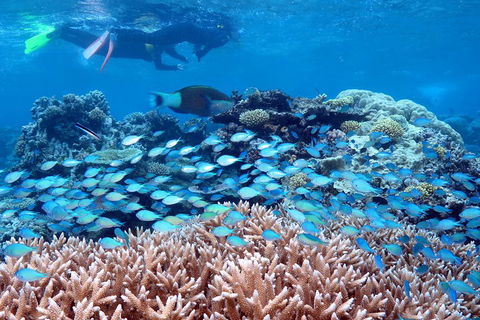 Silversonic Outer Great Barrier Reef Dive And Snorkel Cruise From Port Douglas - Winery Find 5