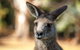 Port Arthur And Tassie Devils Active Day Tour From Hobart - thumb 2