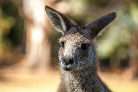 Port Arthur And Tassie Devils Active Day Tour From Hobart - Winery Find 2