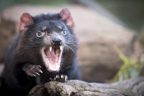 Port Arthur And Tassie Devils Active Day Tour From Hobart - Winery Find 3